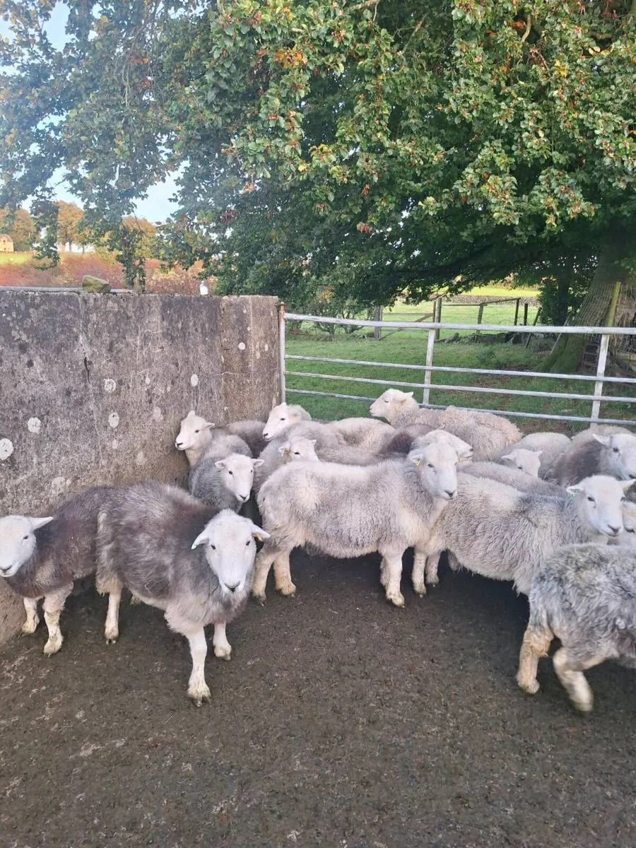 Herdwicks - Image 1