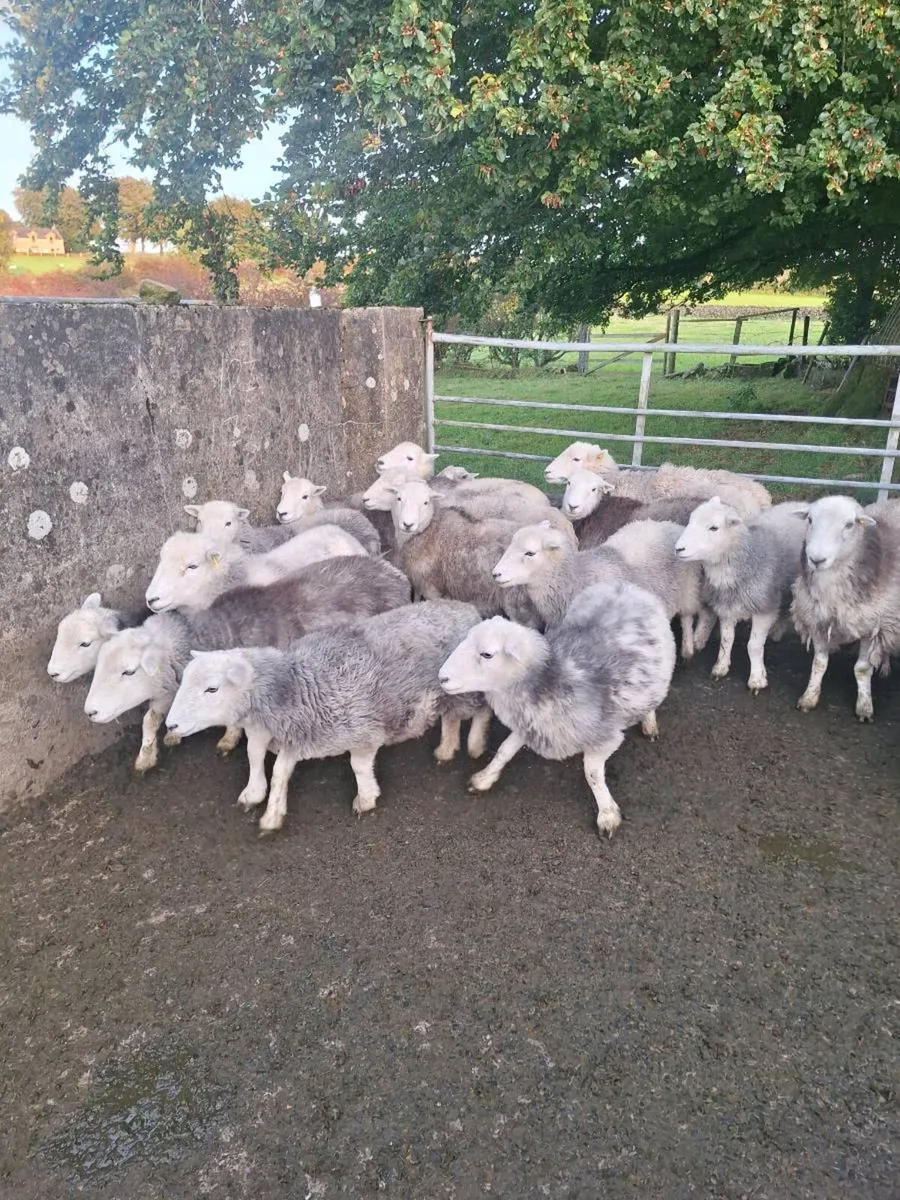 Herdwicks - Image 2