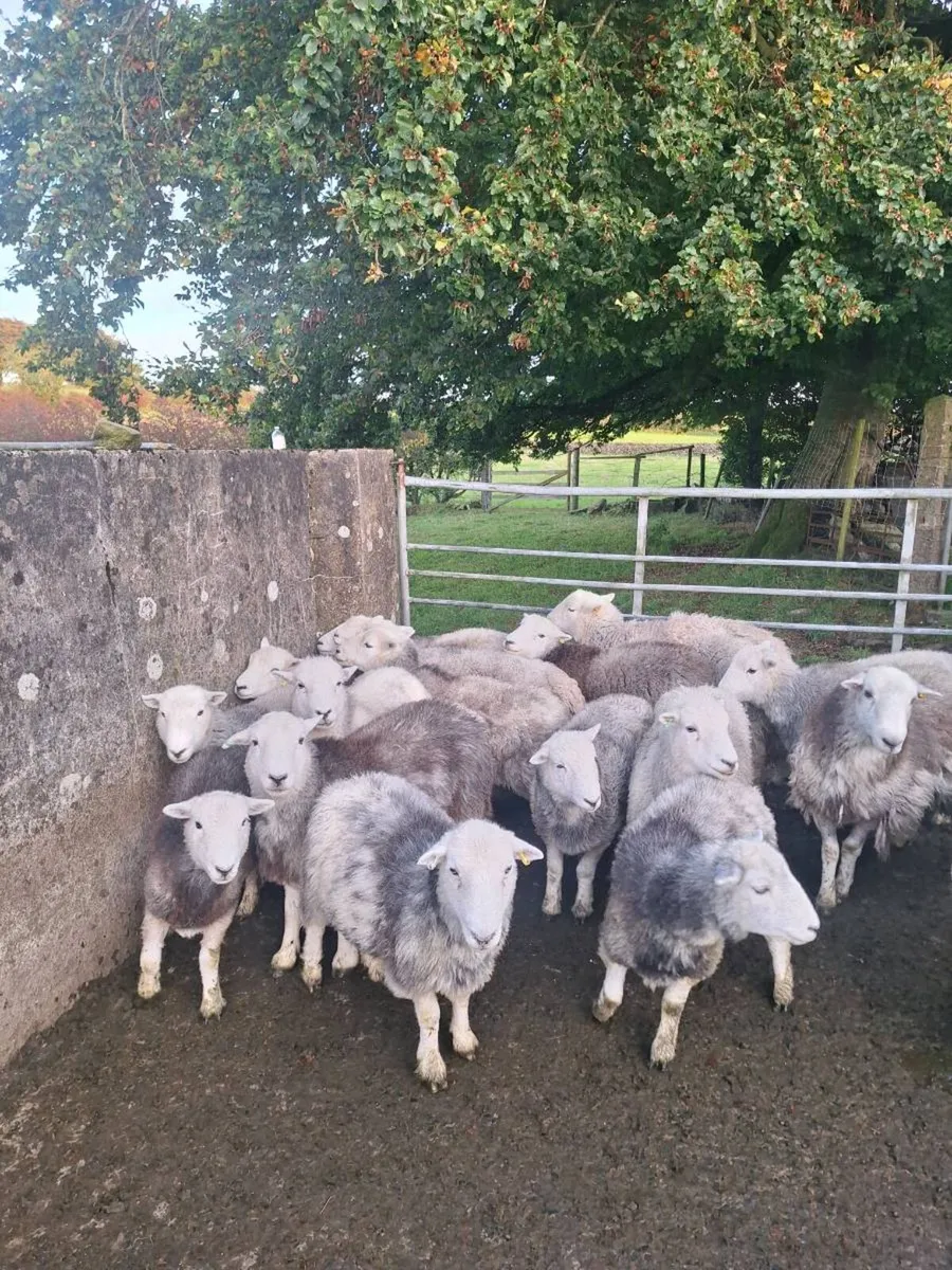Herdwicks - Image 3