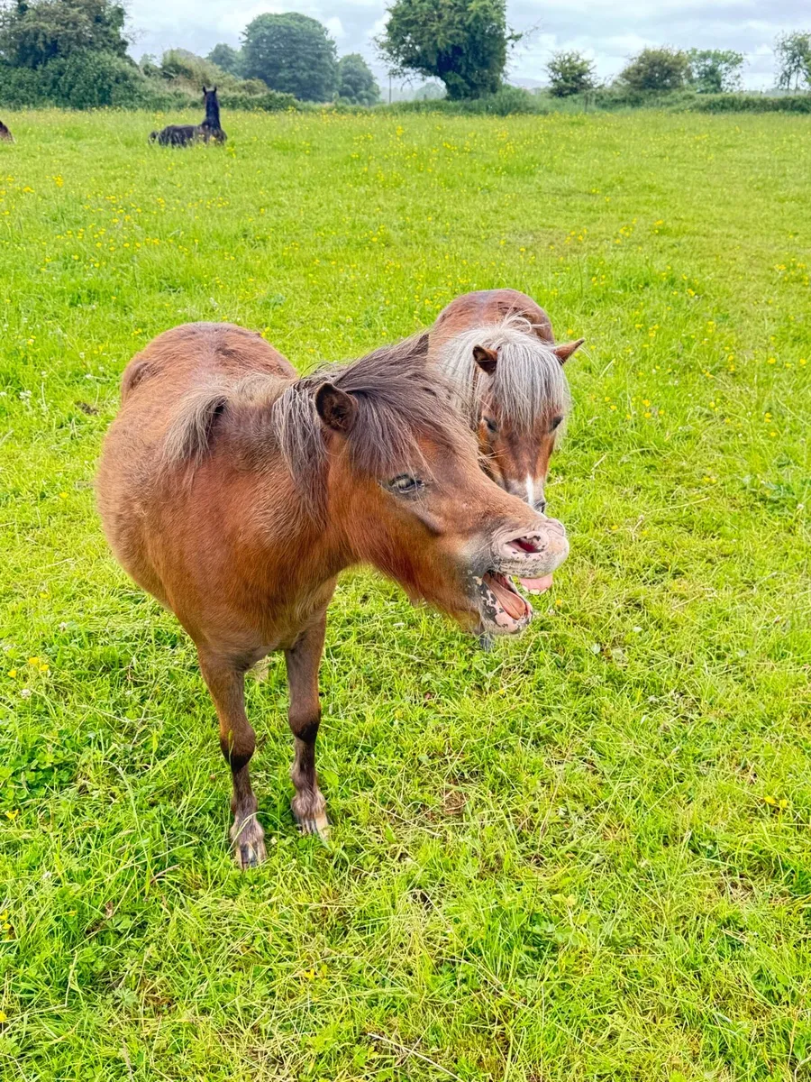 Falabella Ponies Morher and Daughter - Image 2