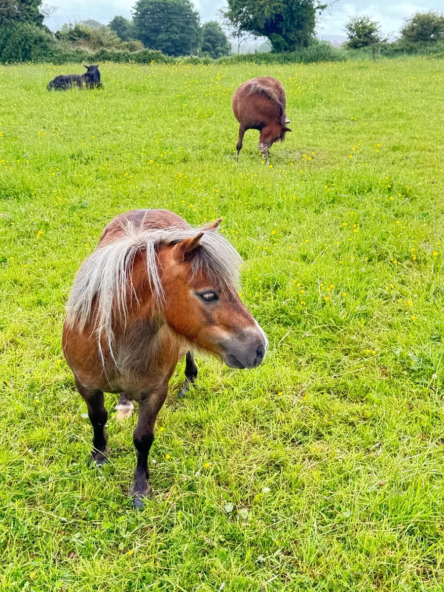 Falabella Ponies Morher and Daughter - Image 3