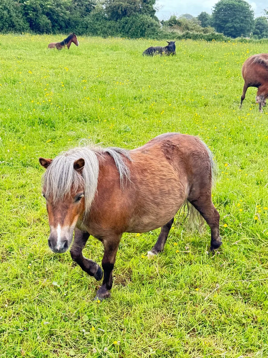Falabella Ponies Morher and Daughter - Image 4
