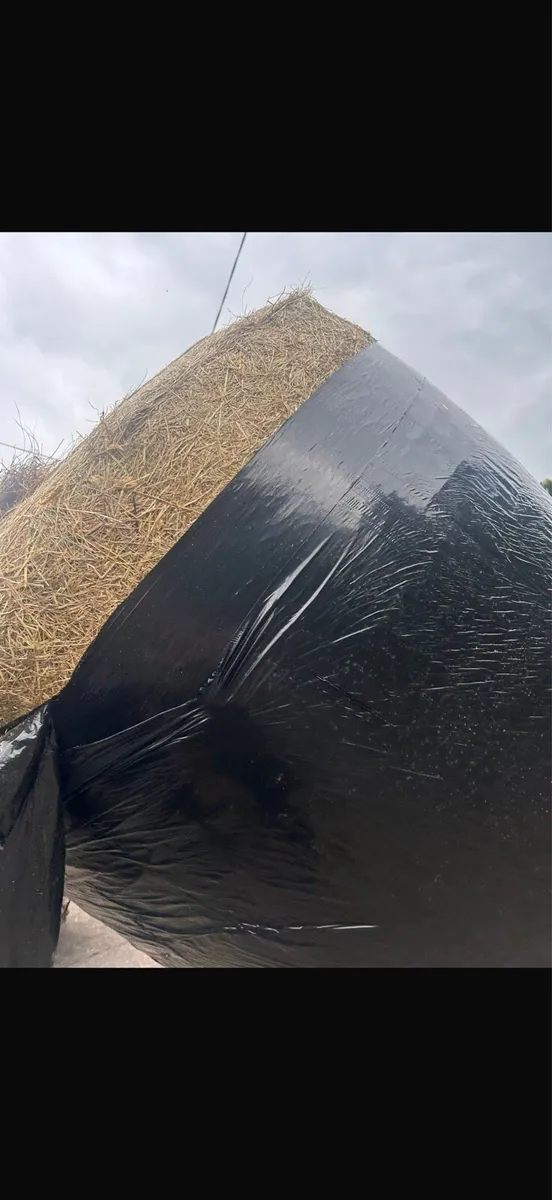 Round bales - Image 1