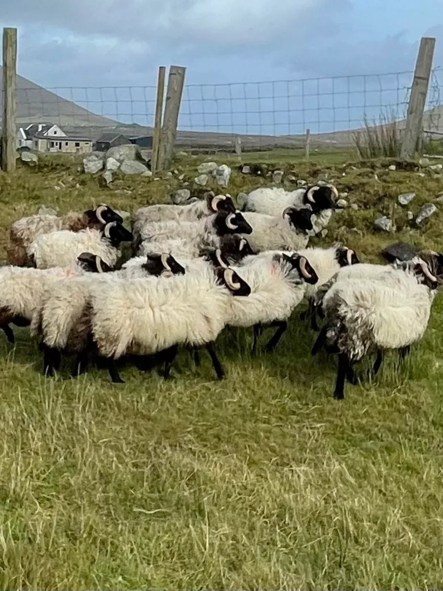 Ram Lambs