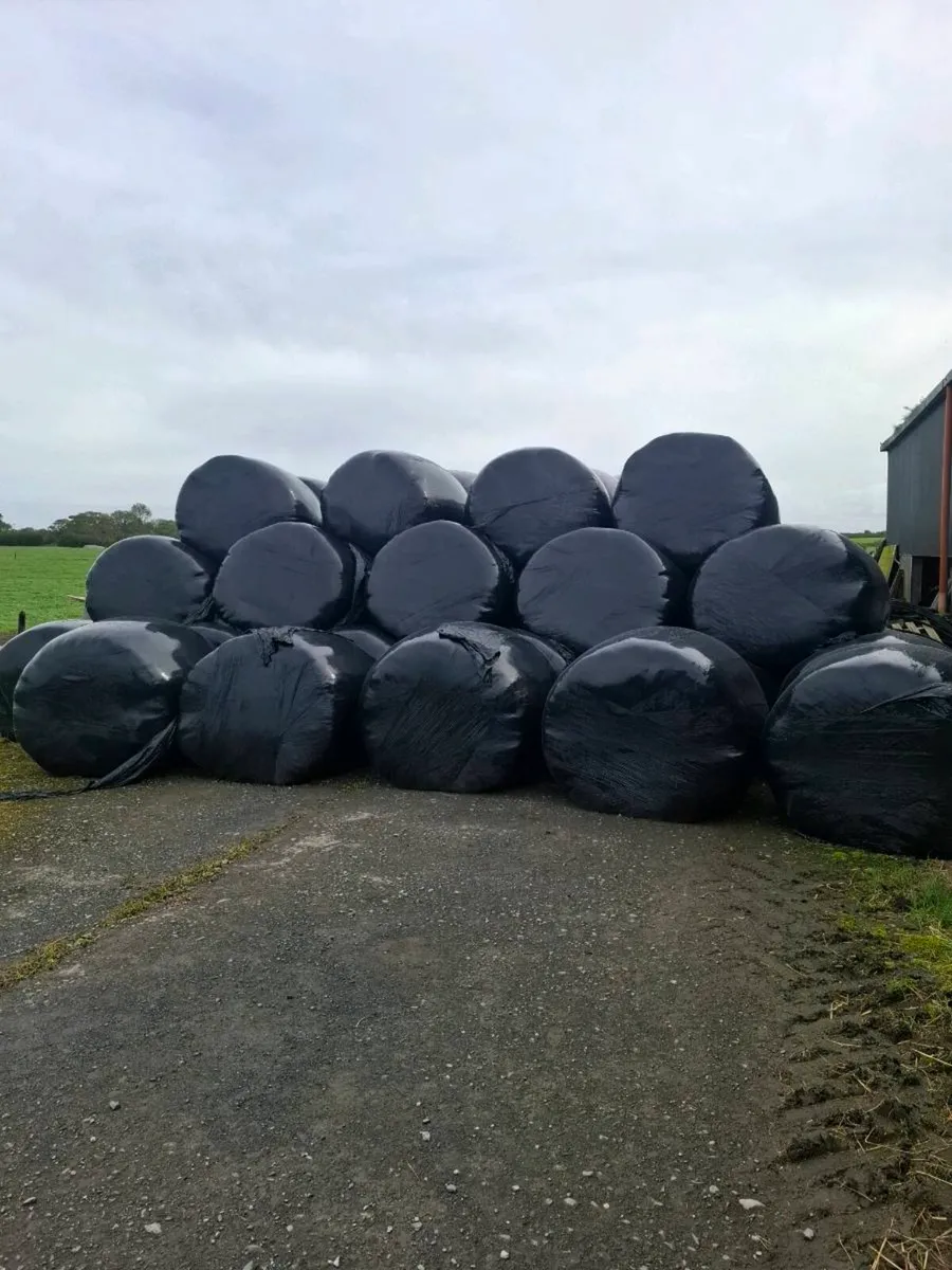 Silage bales - Image 1