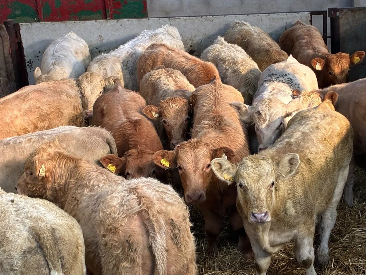 18 Super Golden& White CH Bull Weanlings - Image 1