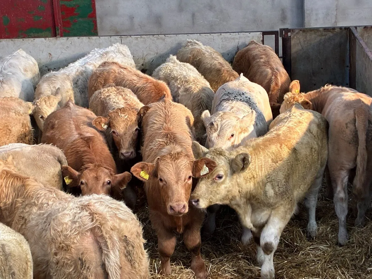 18 Super Golden& White CH Bull Weanlings - Image 2