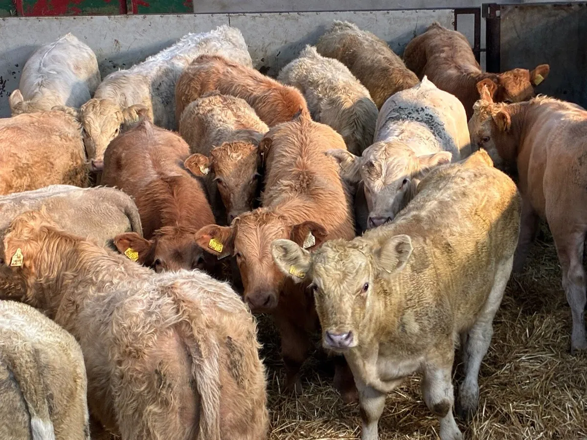 18 Super Golden& White CH Bull Weanlings - Image 3