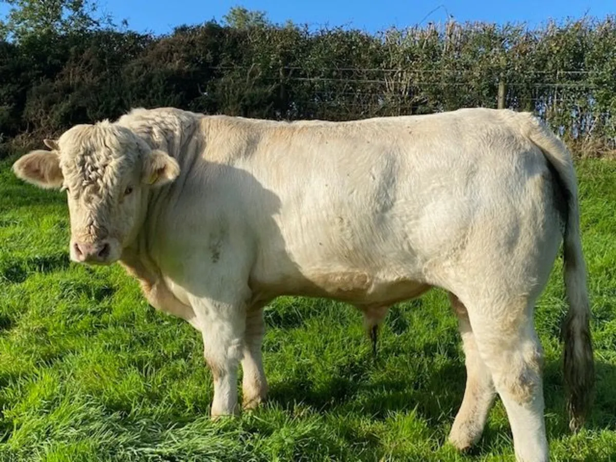 Pedigree (non-reg) Charolais Bull - Image 1