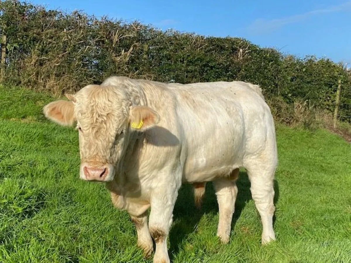 Pedigree (non-reg) Charolais Bull - Image 2