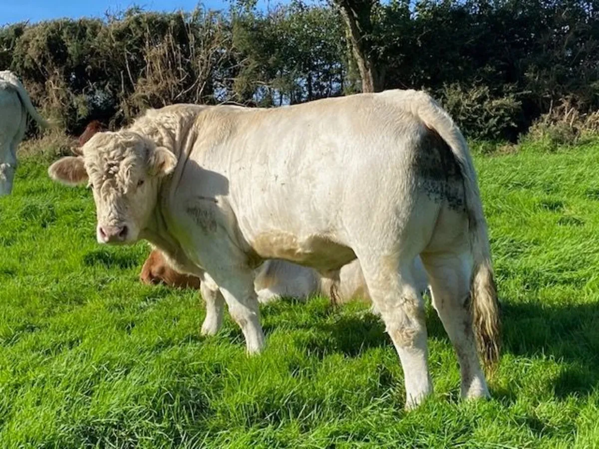 Pedigree (non-reg) Charolais Bull - Image 3