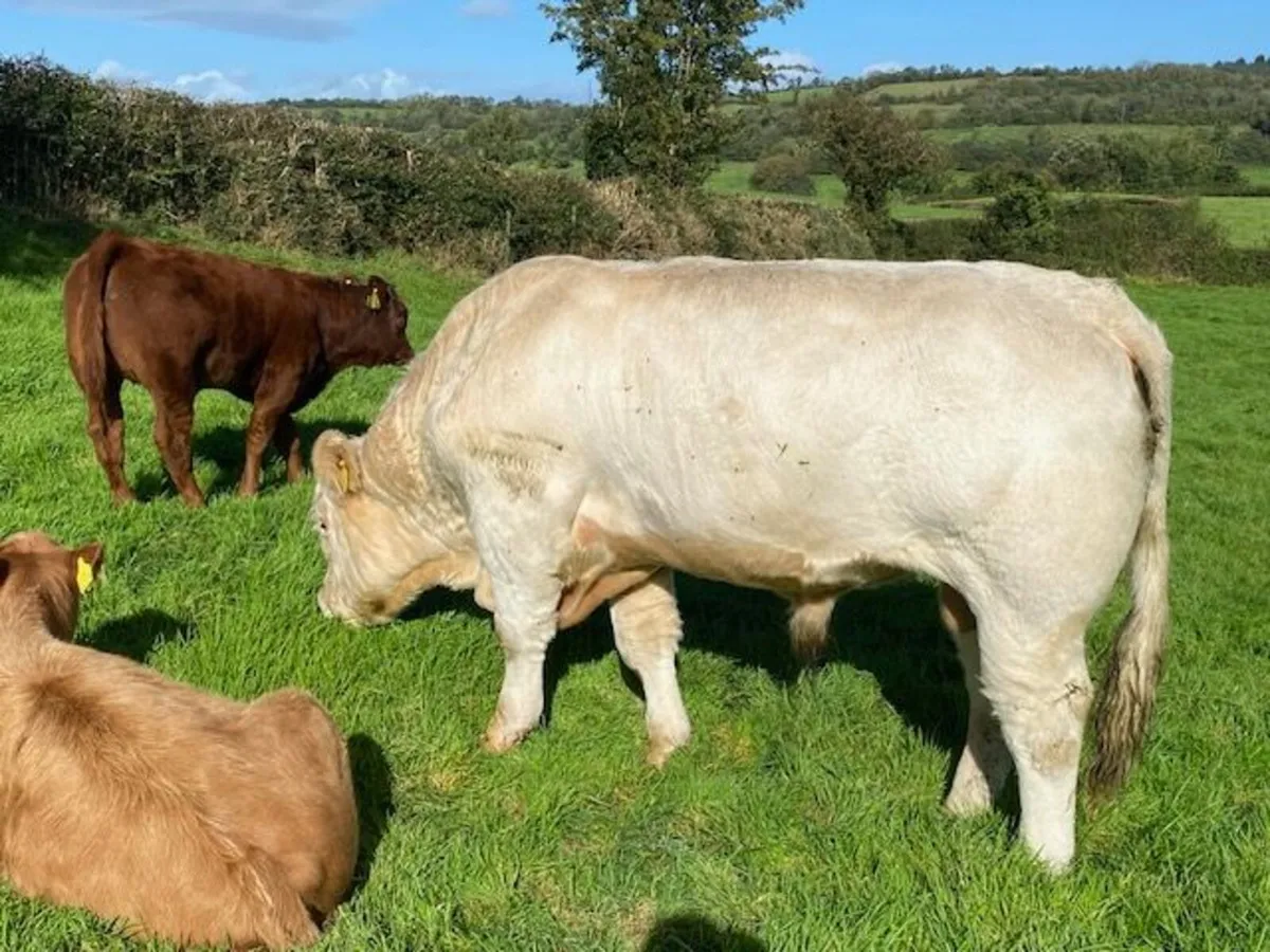 Pedigree (non-reg) Charolais Bull - Image 4