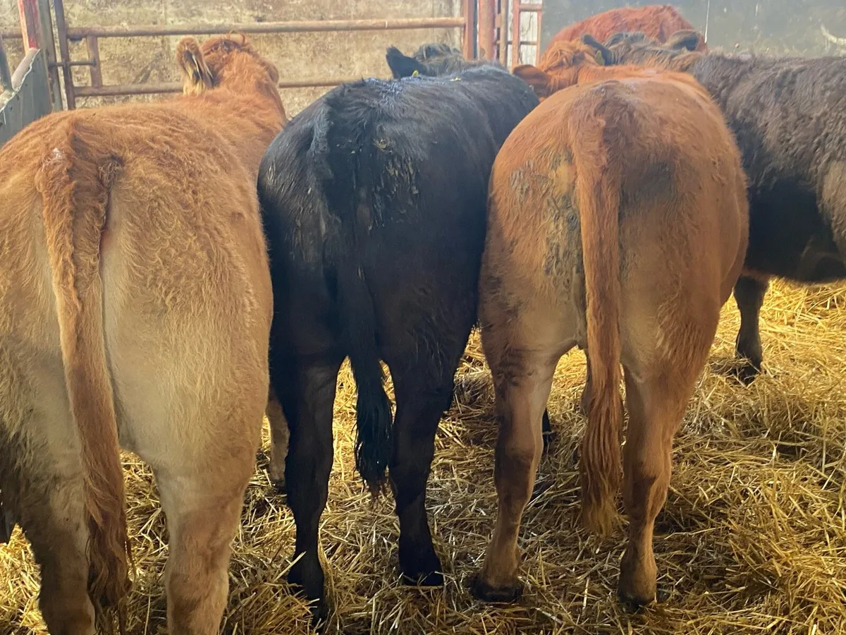 5 Super Limousin Heifer Weanlings - Image 2