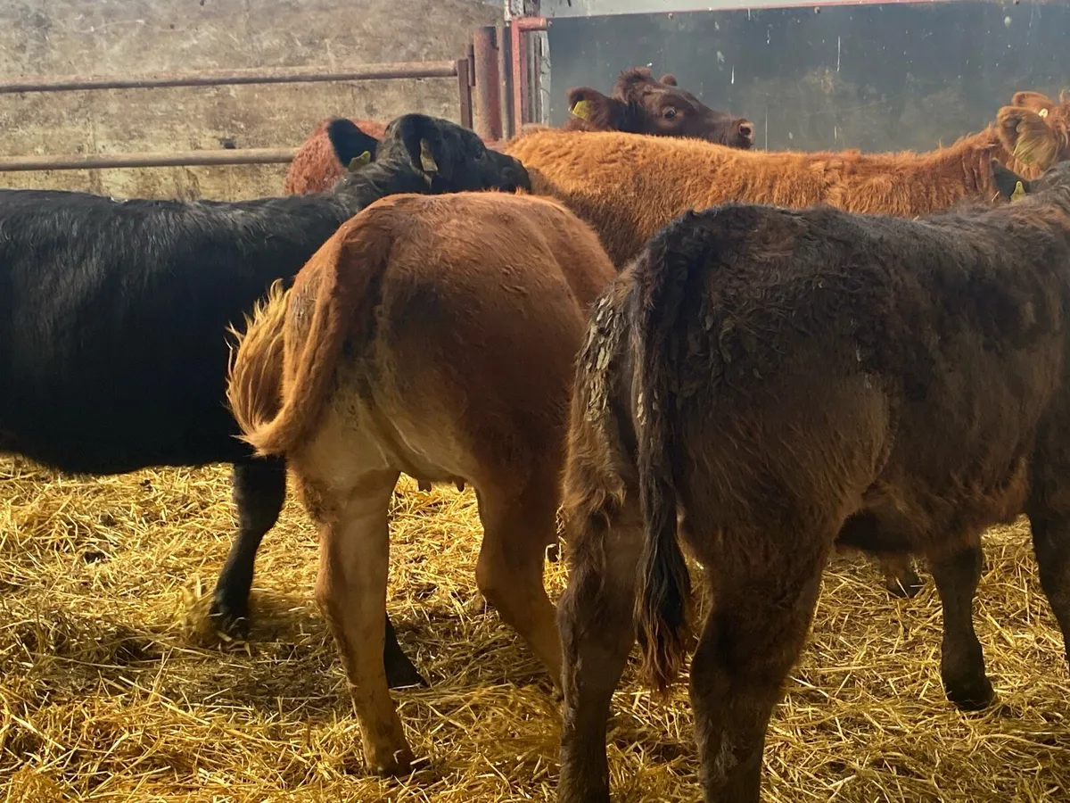 5 Super Limousin Heifer Weanlings - Image 3