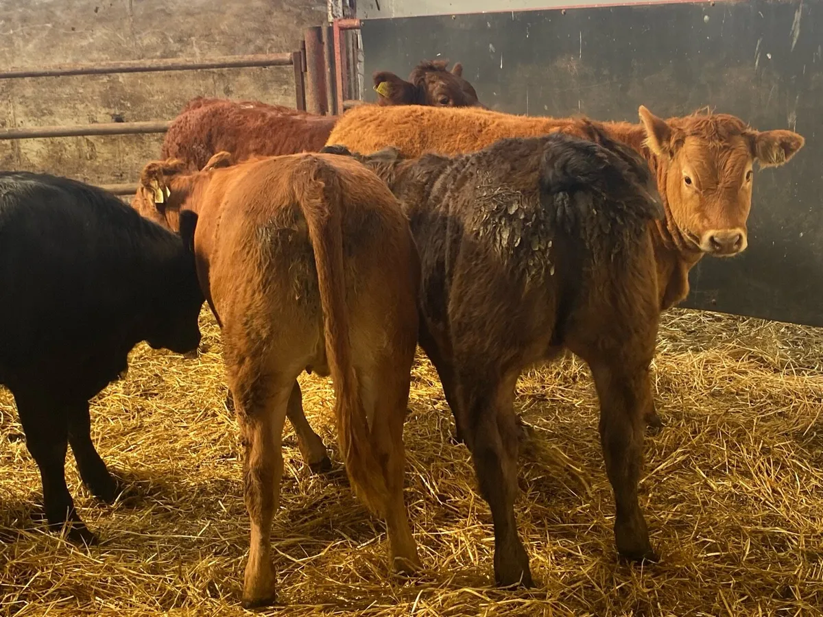 5 Super Limousin Heifer Weanlings - Image 4