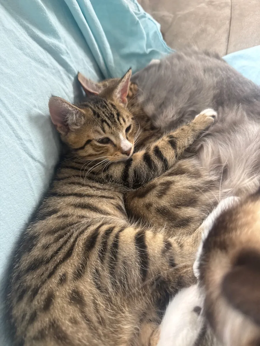 Kittens for sale - Image 1