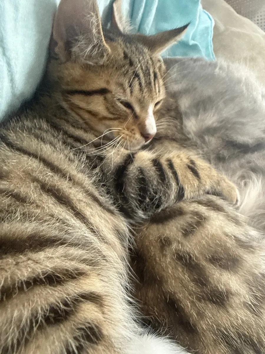 Kittens for sale - Image 3