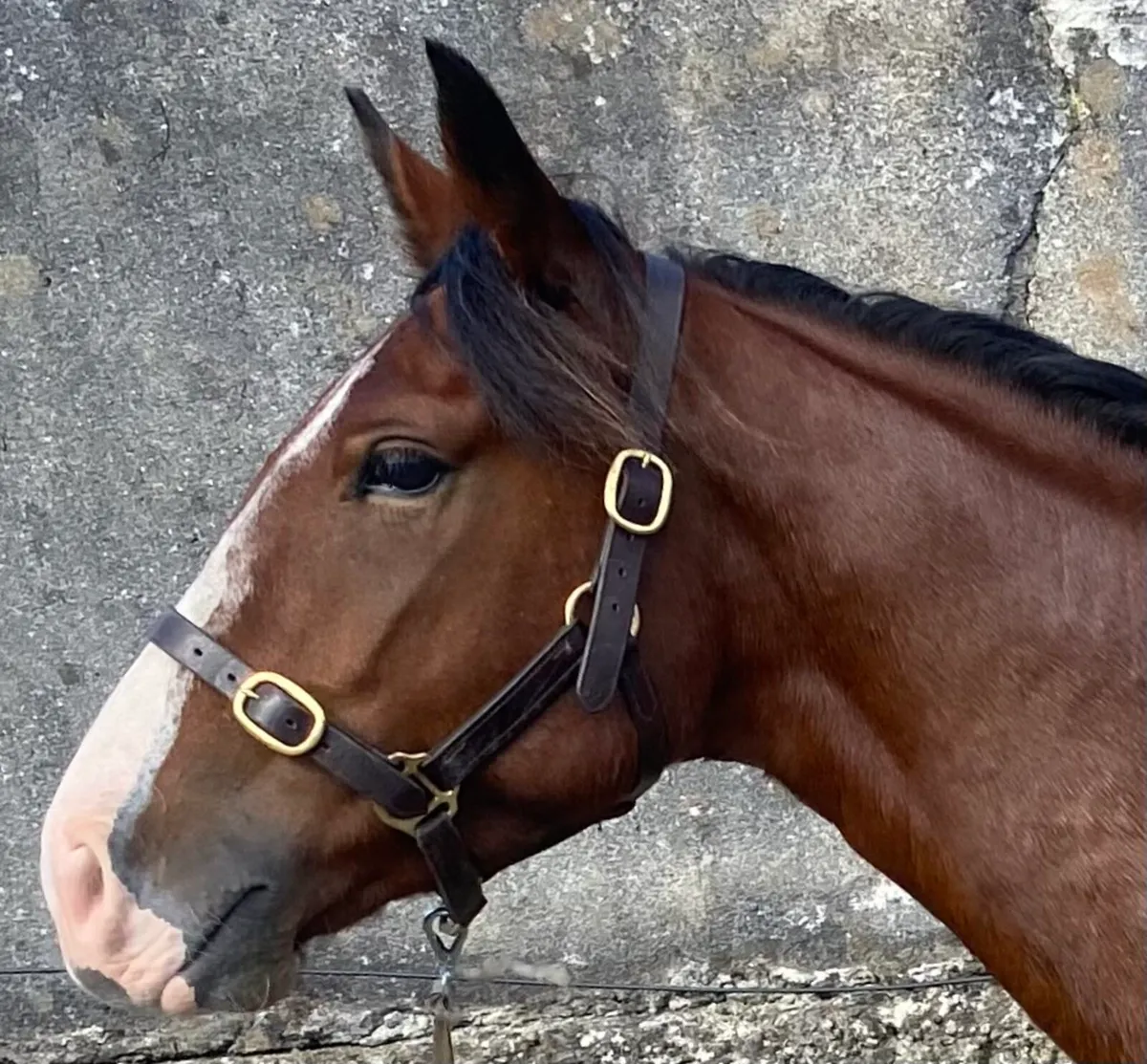 Cracking 148 gelding - Image 3