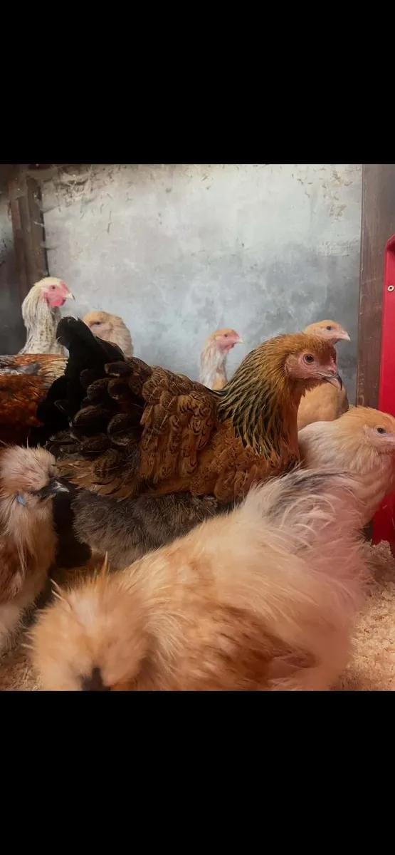 Poultry - Image 1