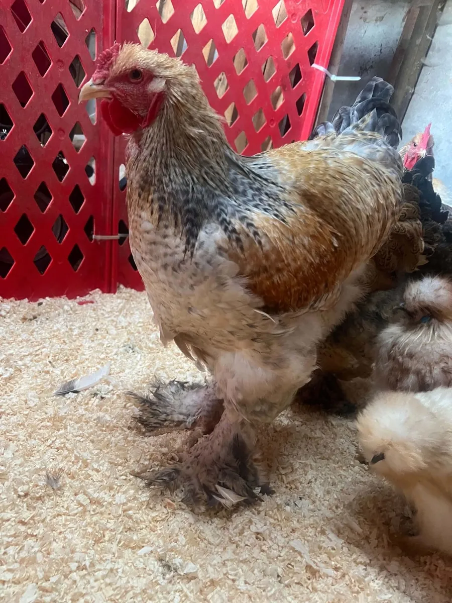 Poultry - Image 2