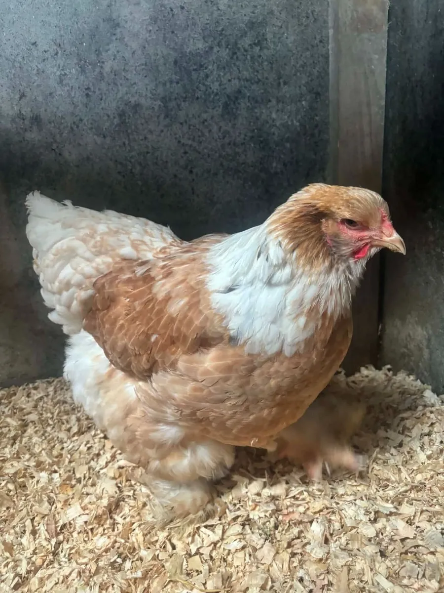 Poultry - Image 3