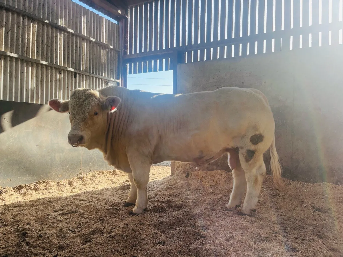 Pedigree Charolais Bull - Top Quality & E Calver - Image 1
