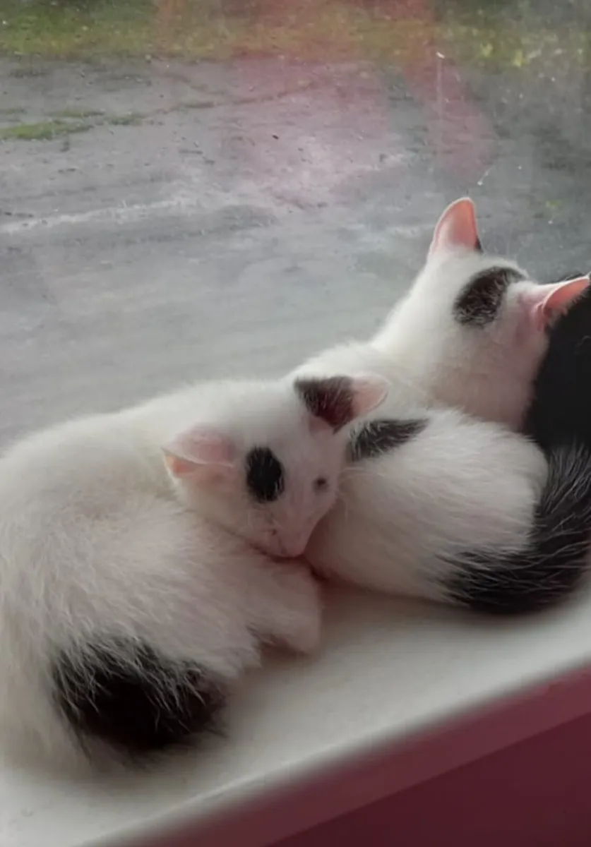 2 beautiful  boys left. - Image 4