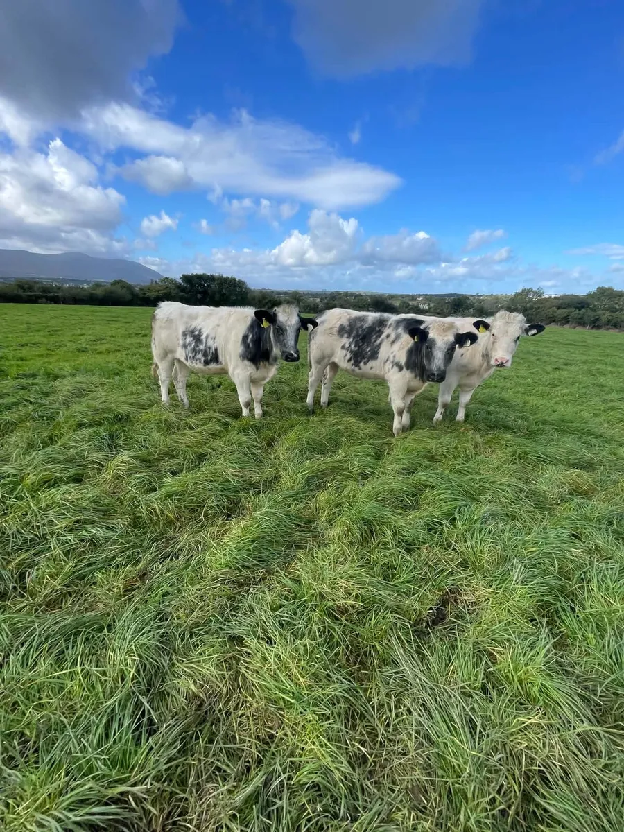 Show and sale 2nd October - Image 1