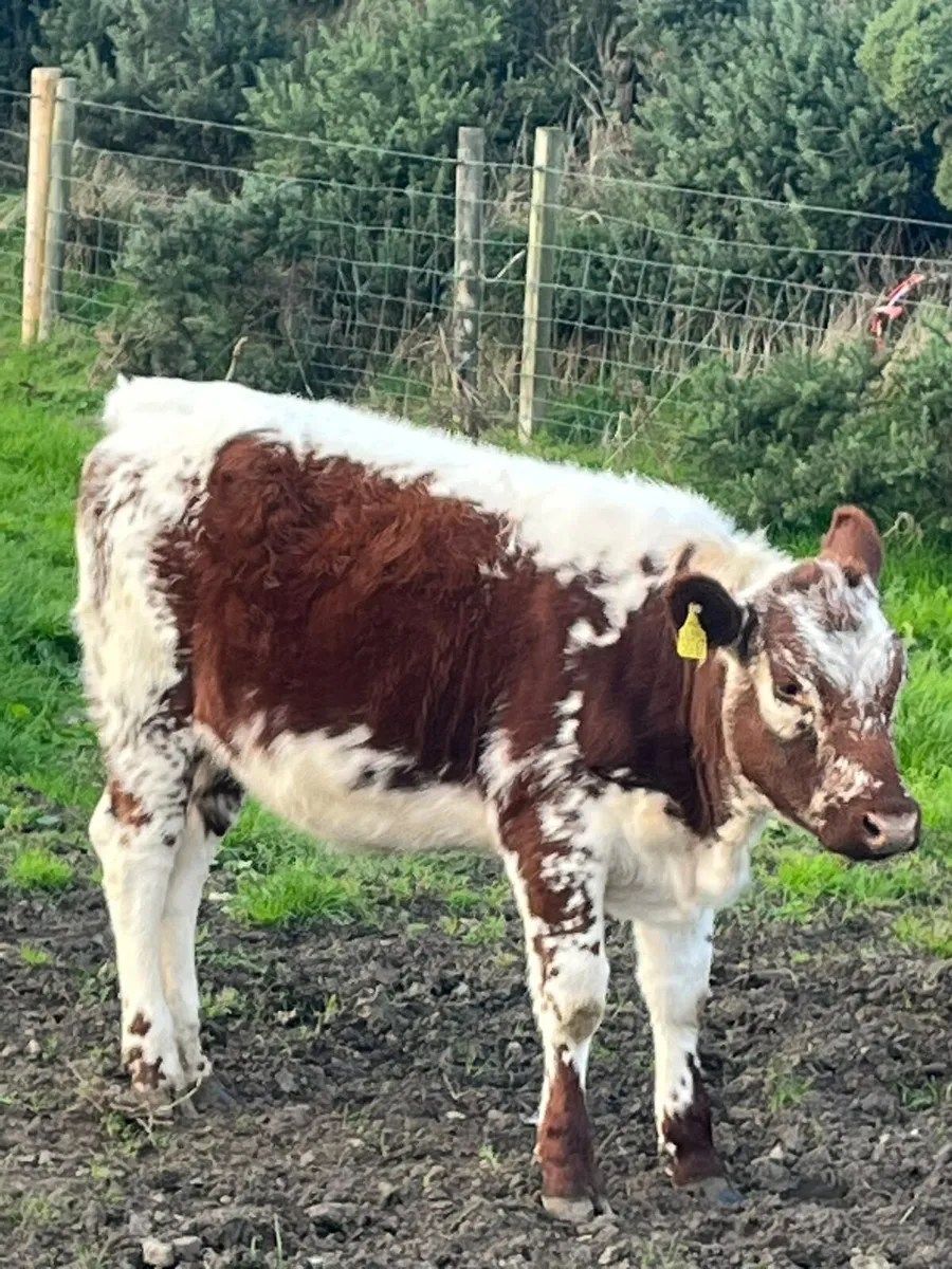 Show and sale 2nd October - Image 3