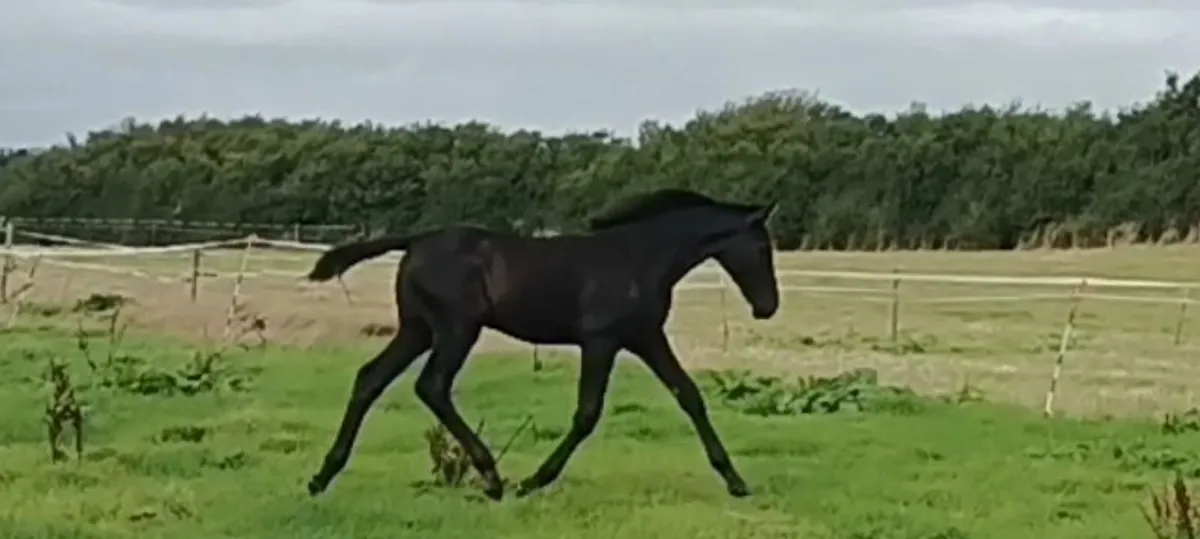 Csf Castlelawn Emerald Filly Foal - Image 3
