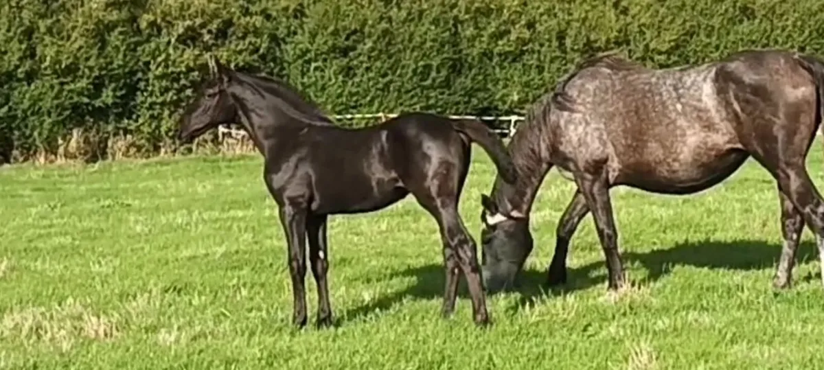 Csf Castlelawn Emerald Filly Foal - Image 2