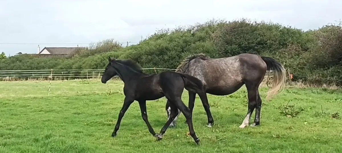 Csf Castlelawn Emerald Filly Foal - Image 4