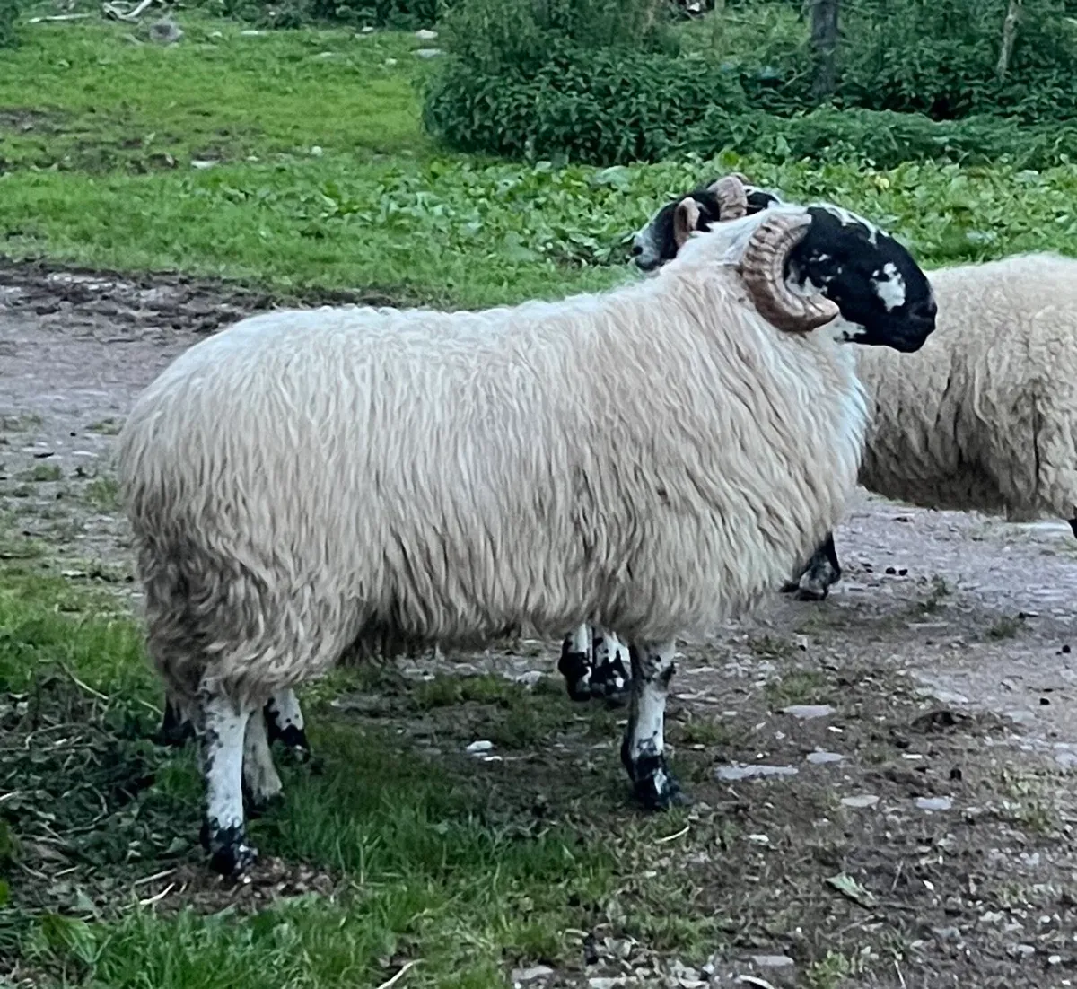 Scotch Ram - Image 1