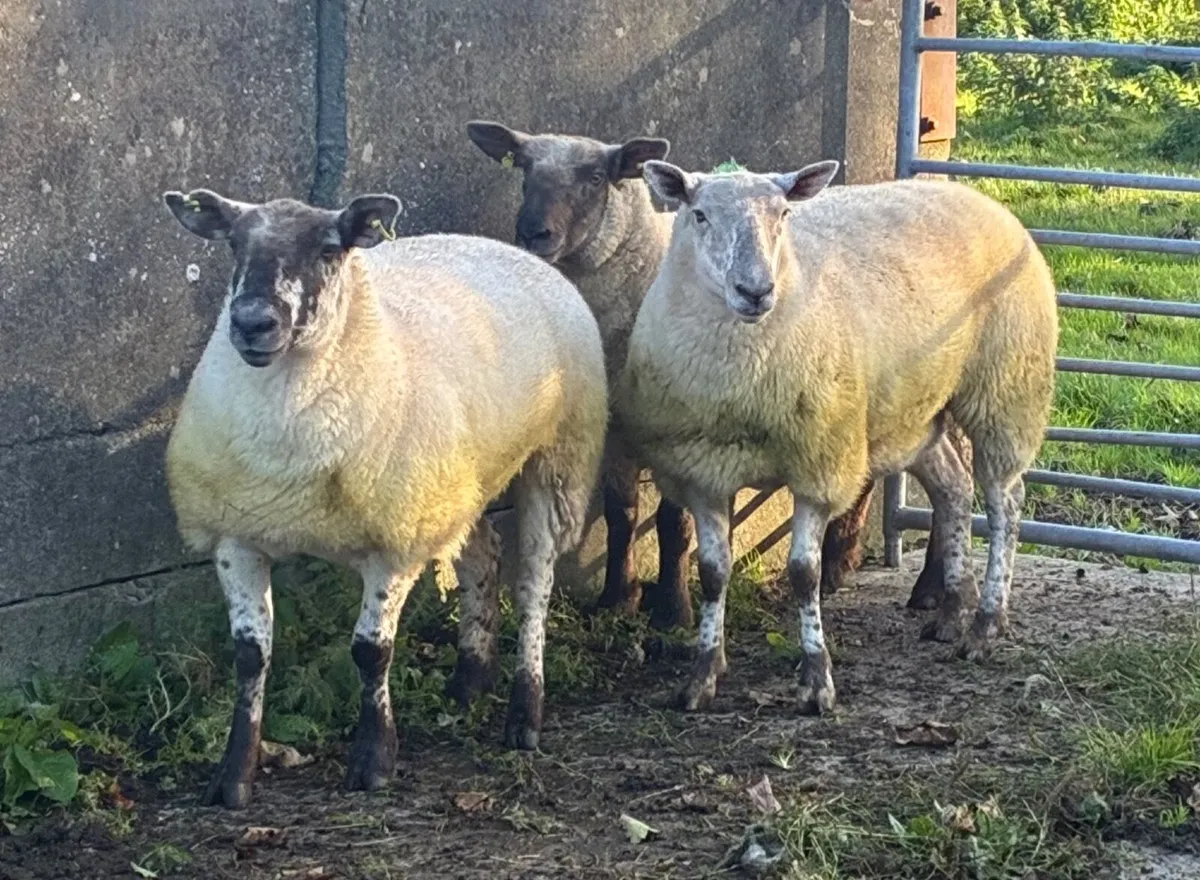 Breeding Sheep for sale - Image 3