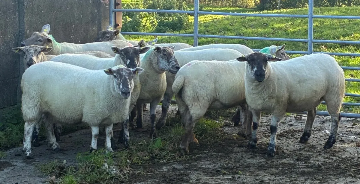Breeding Sheep for sale - Image 2