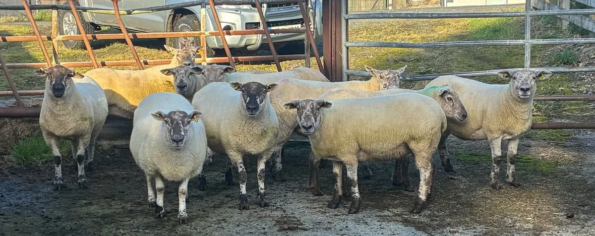Breeding Sheep for sale - Image 4