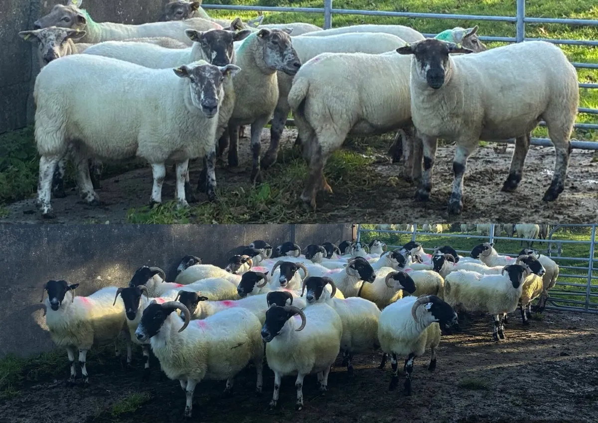 Breeding Sheep for sale - Image 1