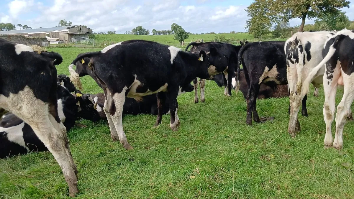Calves - Image 2