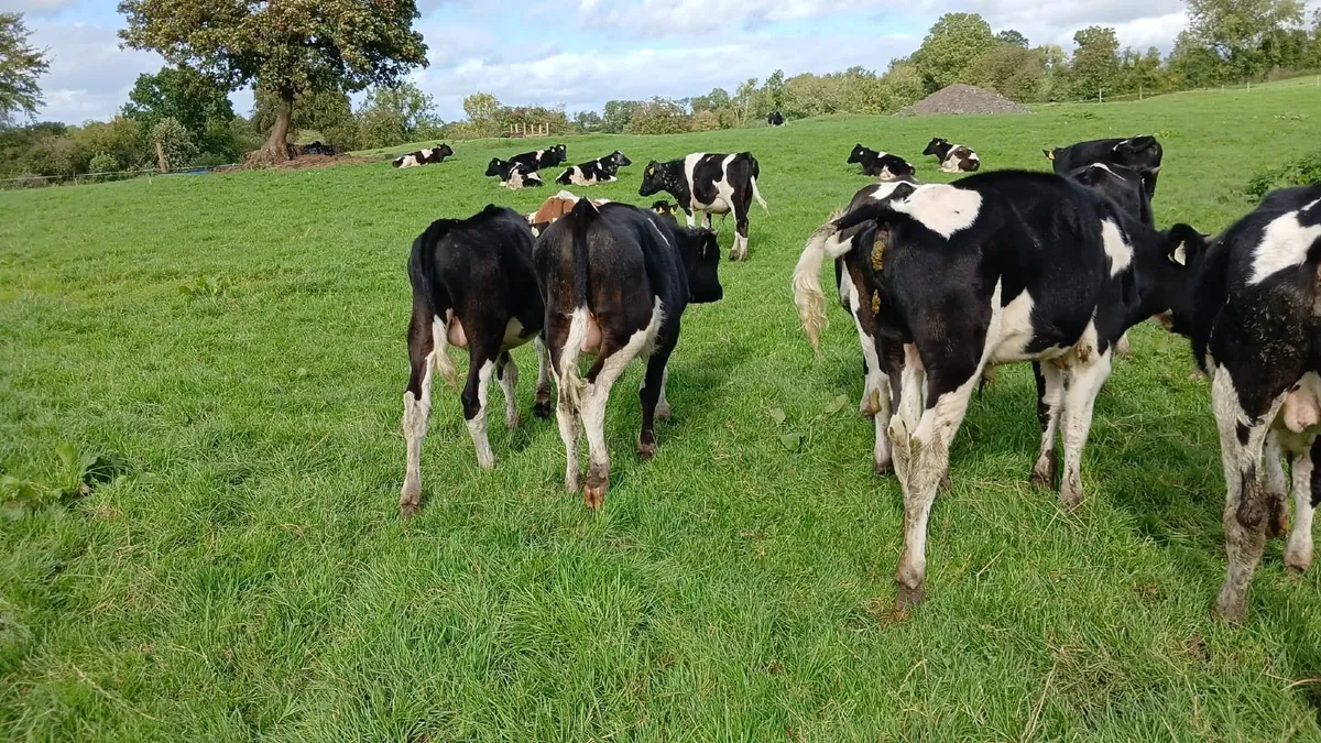 Calves - Image 3