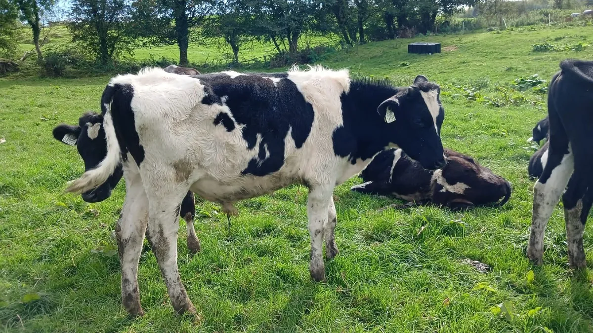 Calves - Image 1