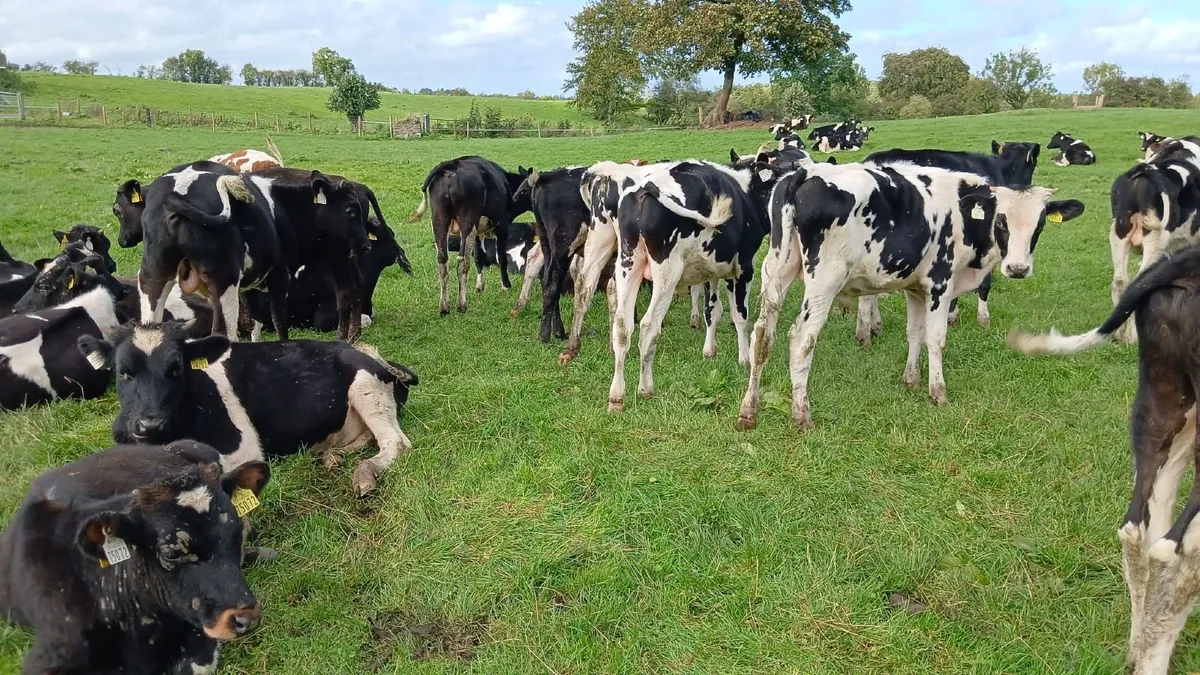Calves - Image 4