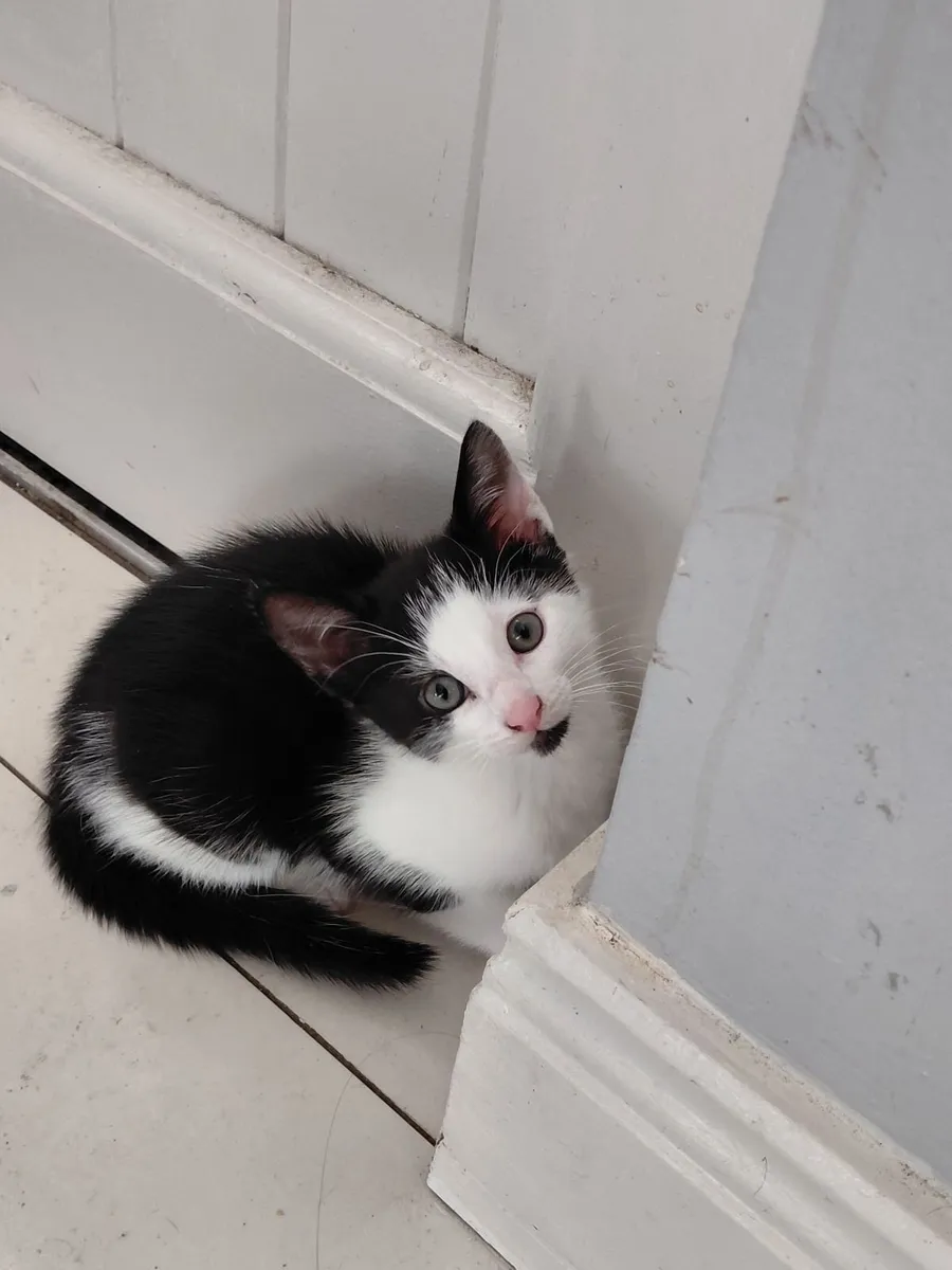 Kittens - Image 1