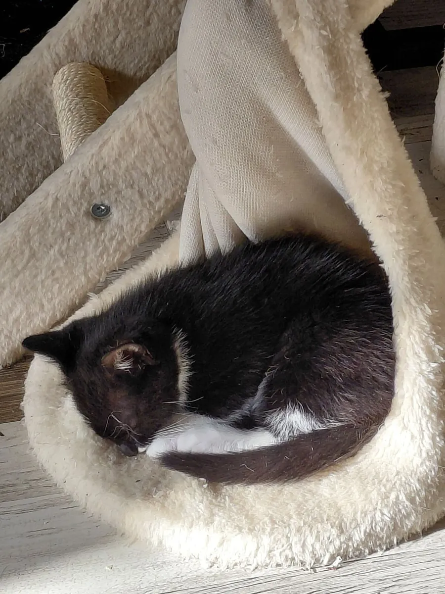 Kittens - Image 2