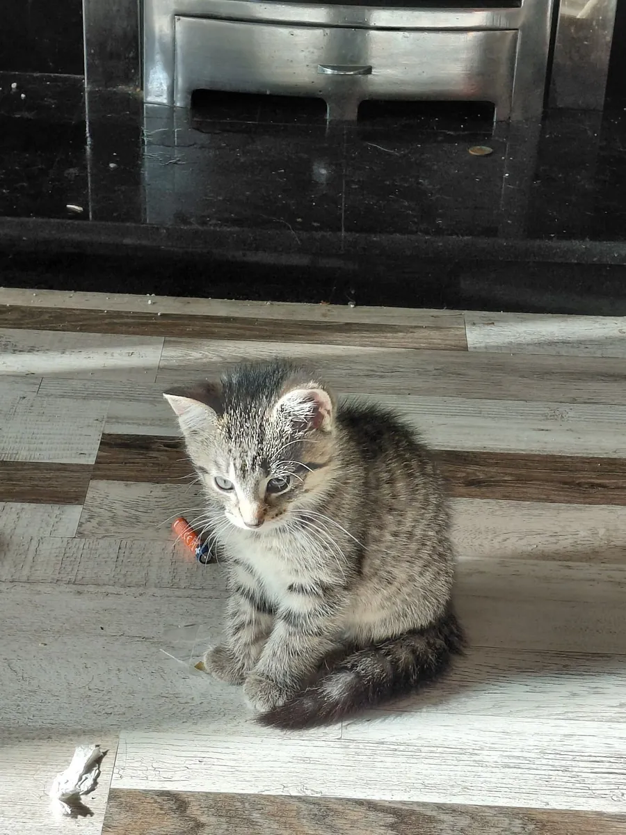 Kittens - Image 3