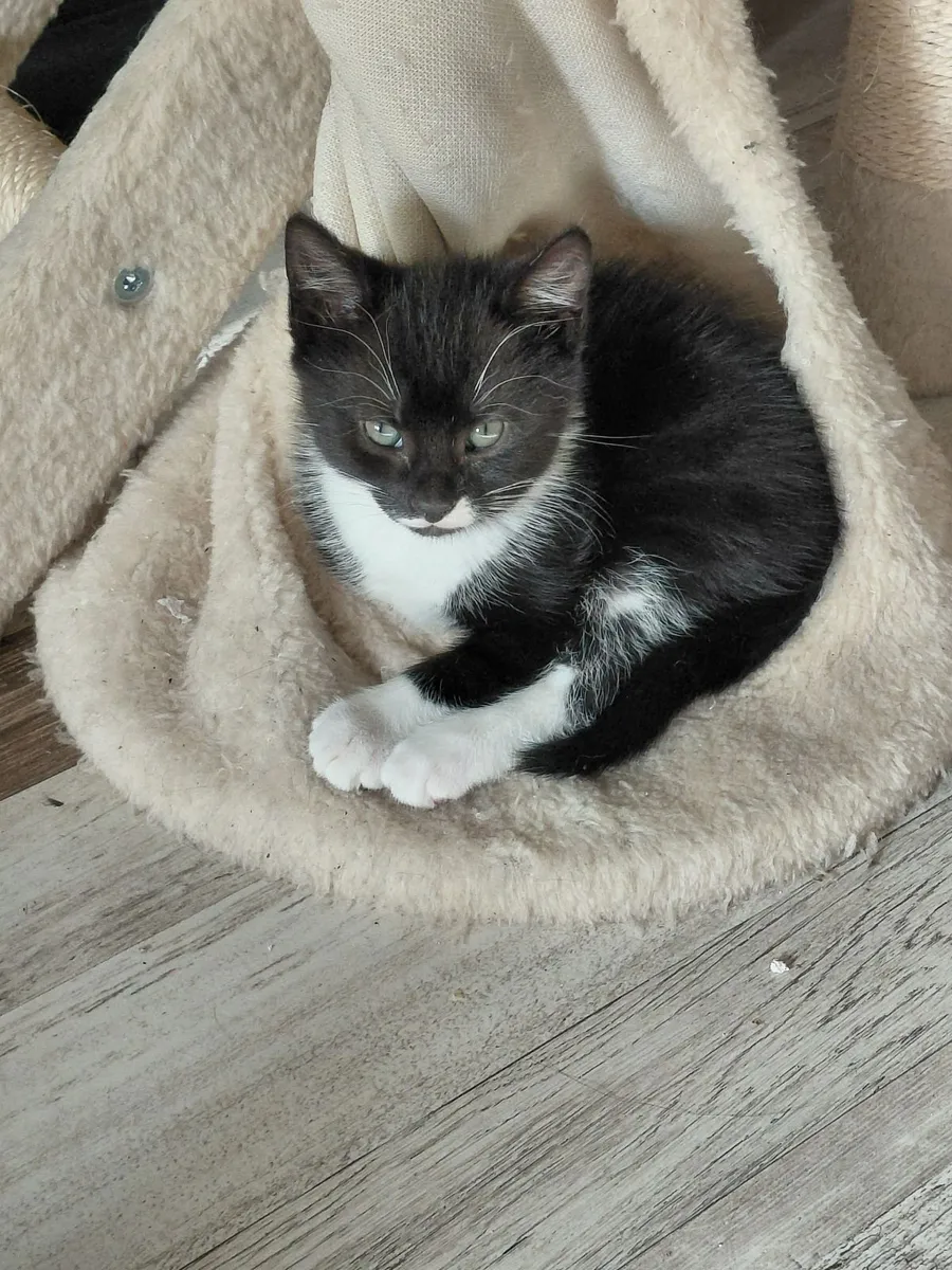Kittens - Image 4