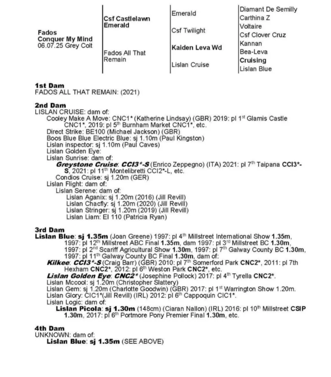 CSF CASTLELAWN EMERALD Yearling - Image 3