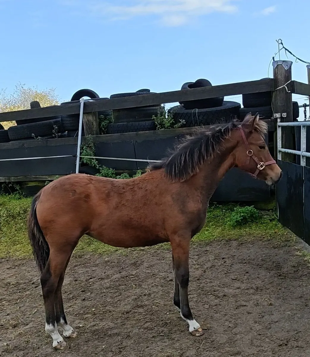 6 month old Connemara pony filly foal - Image 3