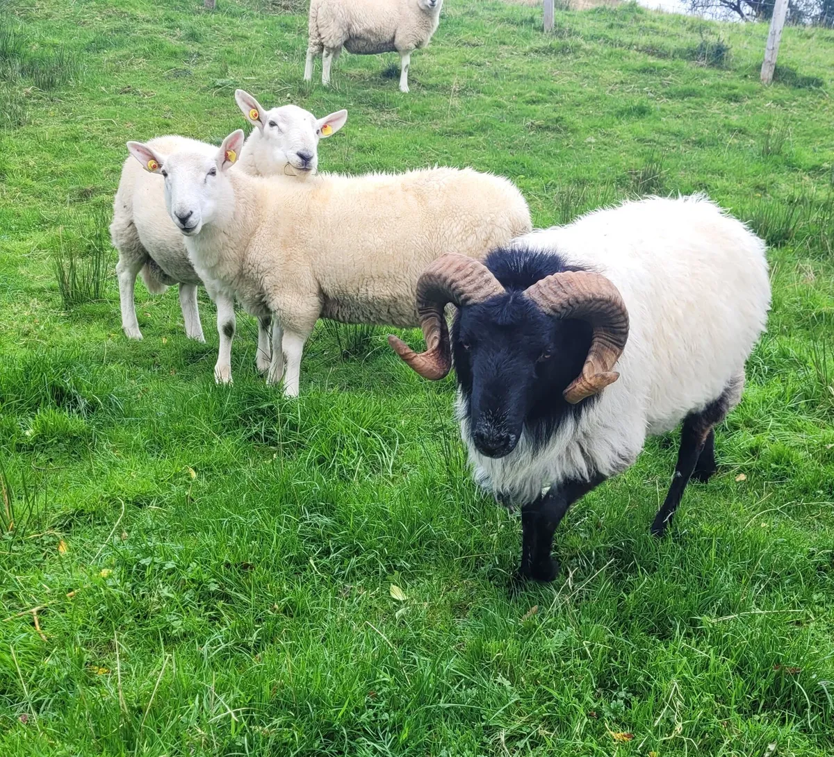 Cheviot and Mayo Blackface Rams - Image 2