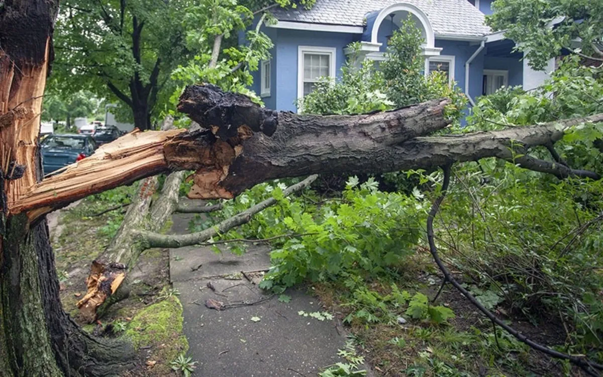 Storm Damage – Fallen Tree Cutting & Removal