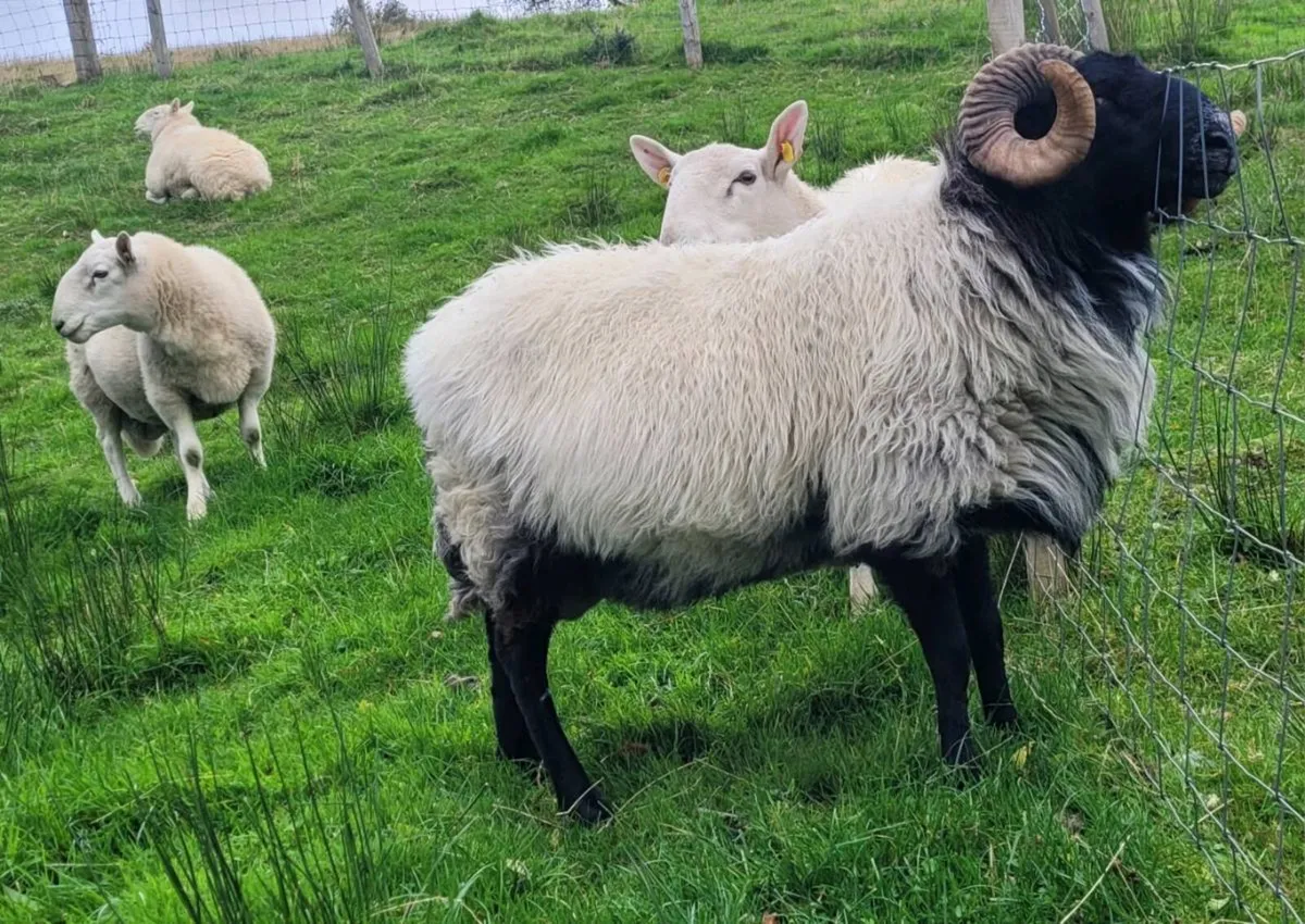 Cheviot and Mayo Blackface Rams - Image 3